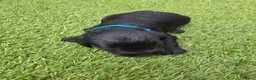 Cocker Spaniel dogs for sale: Stunning littler of working cocker spaniel puppies in Nottingham - Advert 8