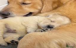 Golden Retriever dogs for sale: Sweet golden retriever puppies  - Image 7