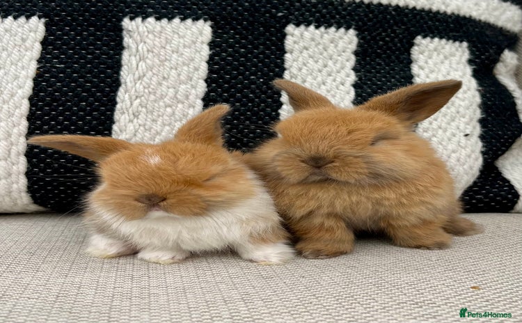 Mini Lop rabbits - Advert 4