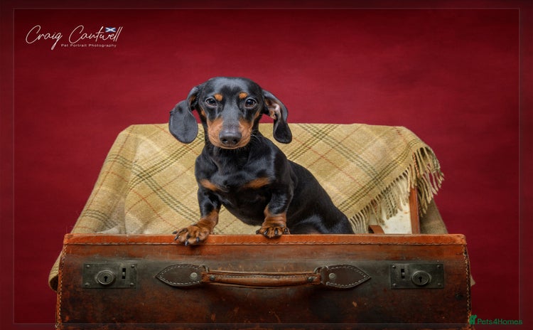 Miniature Dachshund dogs - Advert 5