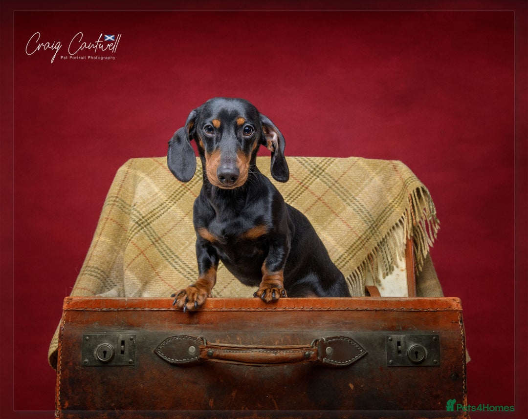Miniature Dachshund dogs for stud: KC Registered Miniature Dachshund Stud - Image 1