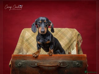 Miniature Dachshund dogs - Advert 28