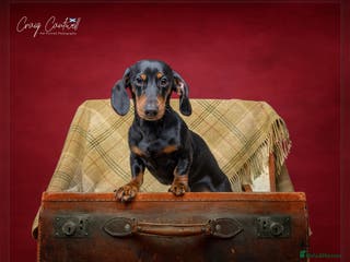 Miniature Dachshund dogs RKC Registered Miniature Dachshund Stud - Advert 4