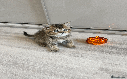 Scottish Fold cats for sale: TICA Pedigree Scottish Straight Boy🐾Rare colour🐾 - Image 3