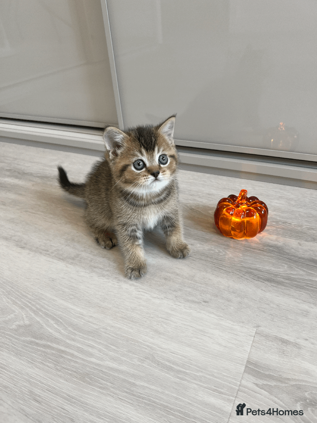 Scottish Fold cats for sale: TICA Pedigree Scottish Straight Boy🐾Rare colour🐾 - Image 3