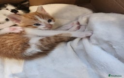 British Shorthair cats for sale: 4 beautiful little boys  - Image 2