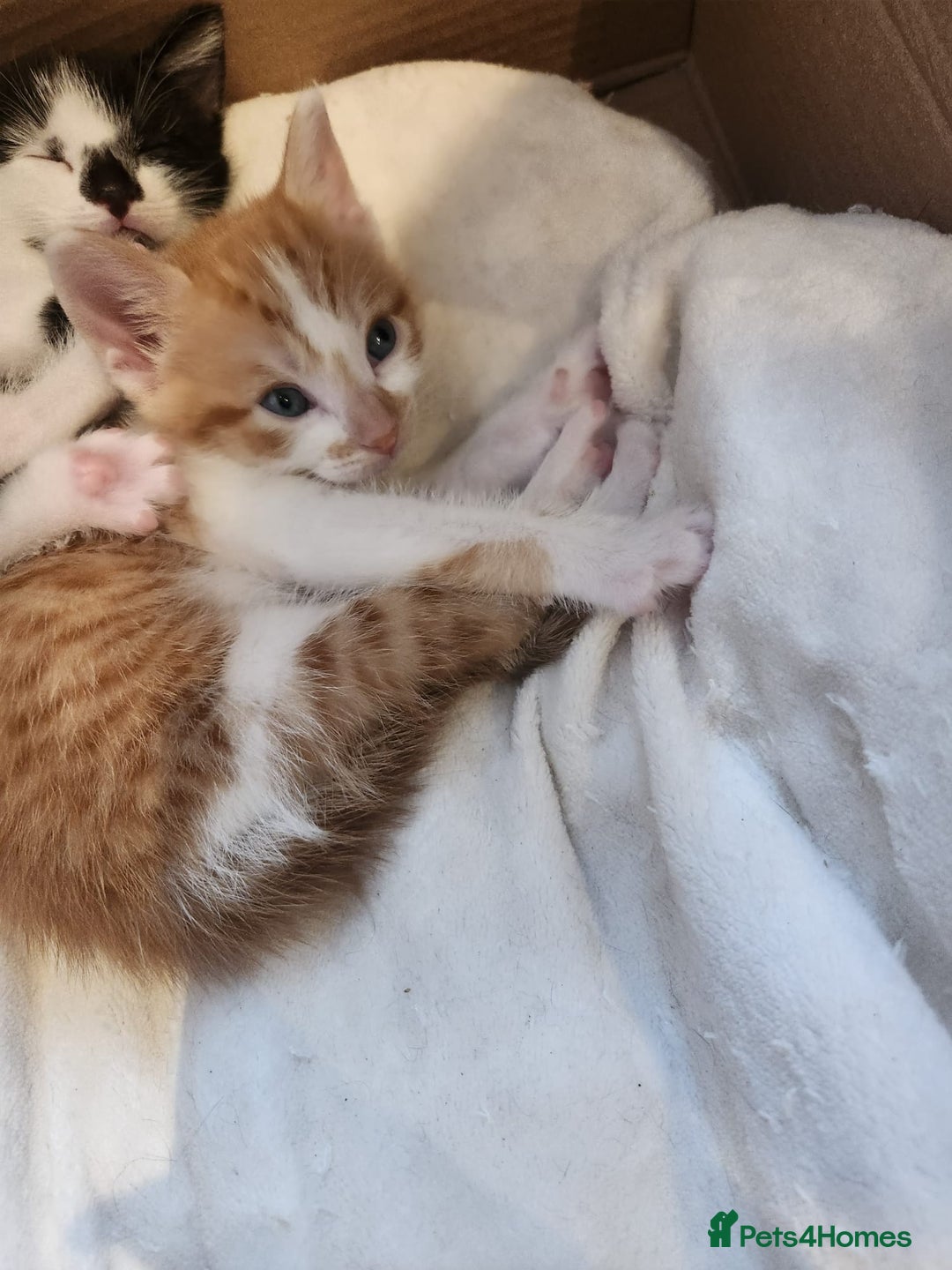 British Shorthair cats for sale: 4 beautiful little boys  - Image 2