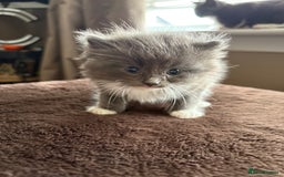 Mixed Breed cats for sale: Beautiful mixed breed kittens  - Image 4