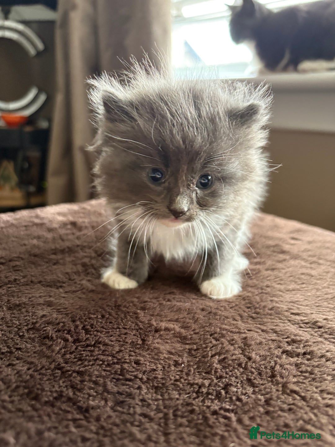 Mixed Breed cats for sale: Beautiful mixed breed kittens  - Image 4