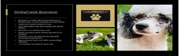 Cockapoo dogs for sale: Cockapoo Puppies F1  - Advert 16