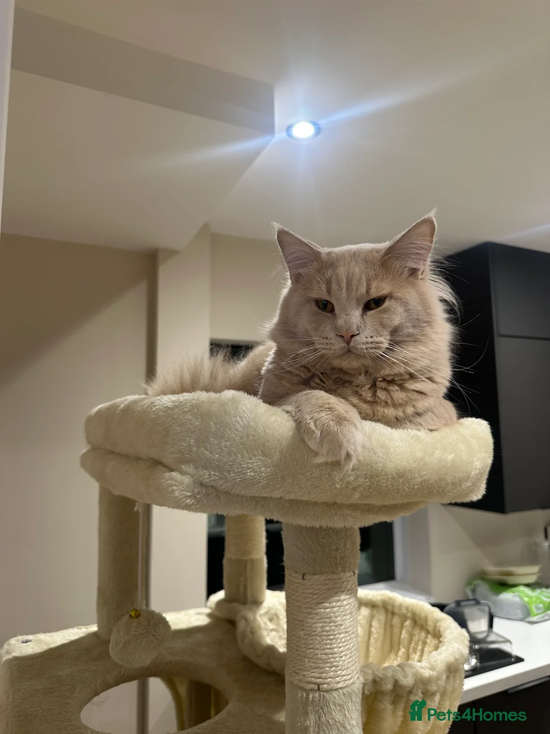 Mixed Breed cats for sale: British Short Hair x Maine Coone in Stoke-on-Trent - Advert 2