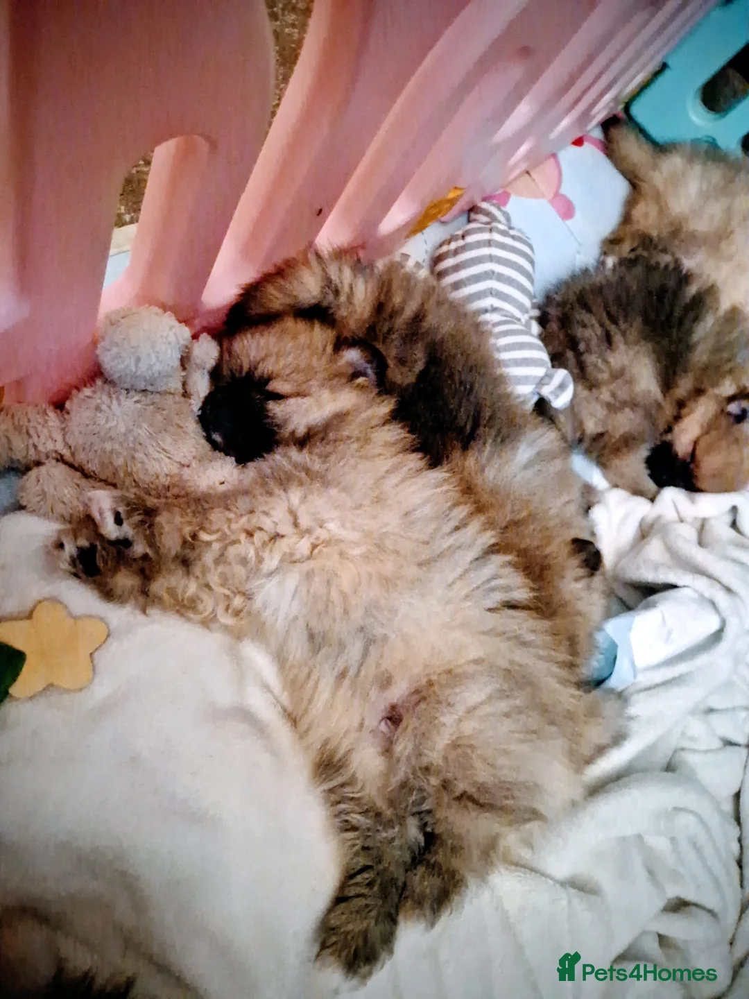 Pomeranian dogs for sale: Pomeranian puppies for sale - Advert 6