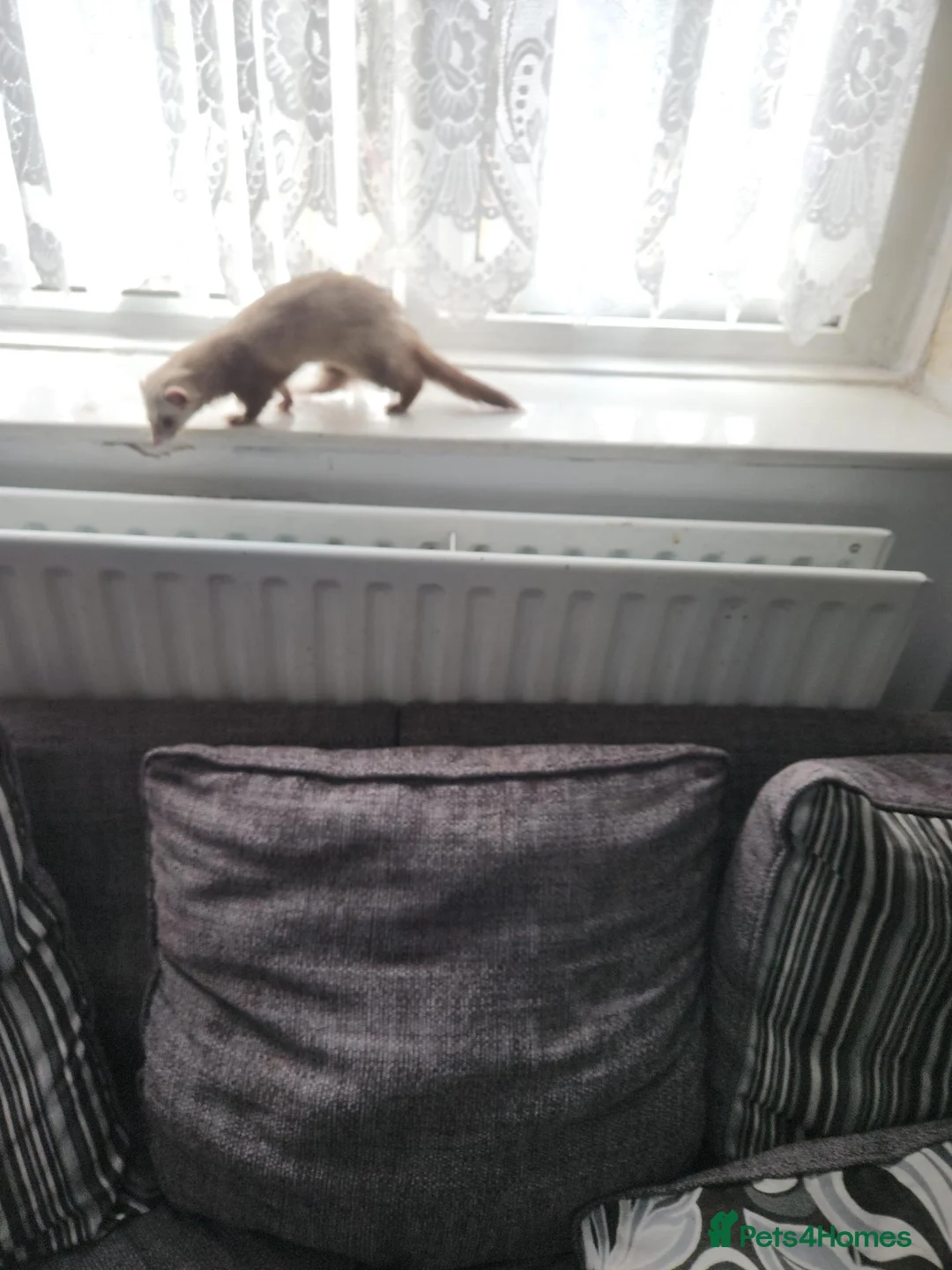 Ferret rodents for sale: Micro ferret male - Advert 2