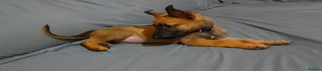 Belgian Shepherd Dog Puppy 7