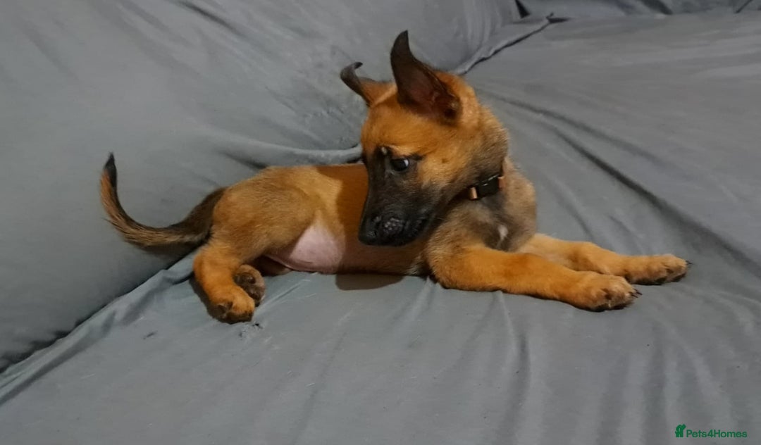 Belgian Shepherd Dog dogs for sale: Belgian malinois puppies for sale  - Image 5