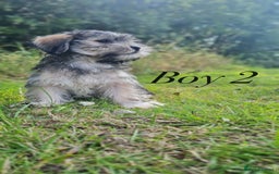 Shorkie dogs for sale: Shorkie pups ready now - Image 9