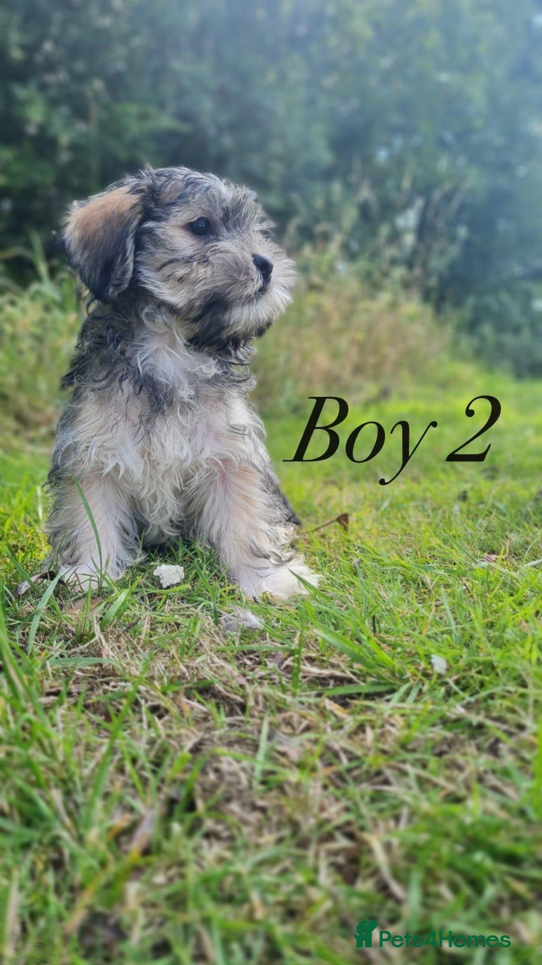 Shorkie dogs for sale: Shorkie pups ready now - Image 9