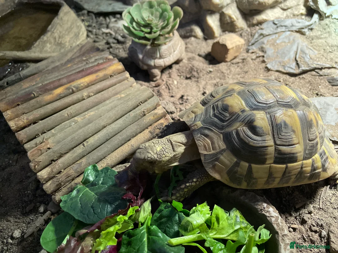 Hermann Tortoise reptiles for sale: hermann tortoise in Kingston upon Thames - Advert 2