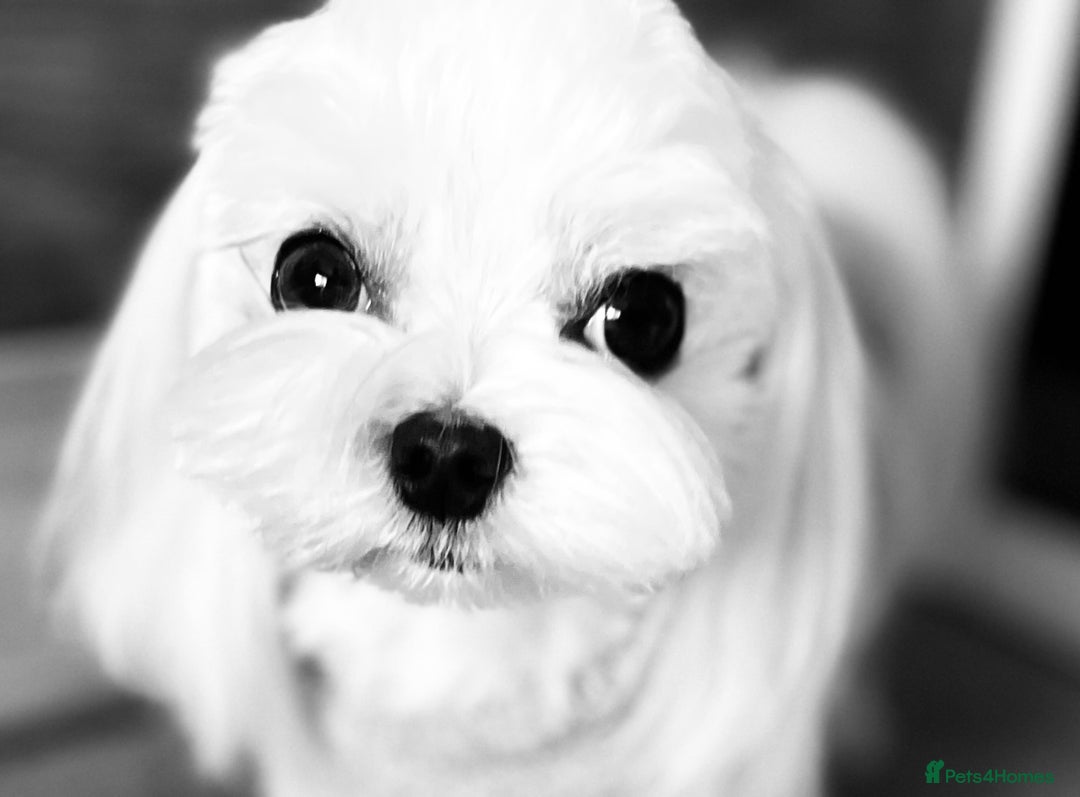 Maltese dogs for stud: KCReg Tiny Korean Bred/ Doll Faced/ At Stud - Image 2