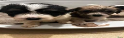 Mixed Breed dogs for sale: Terrier x in Dunmow - Advert 4