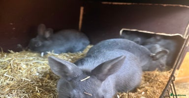Netherland Dwarf rabbits - Advert 6