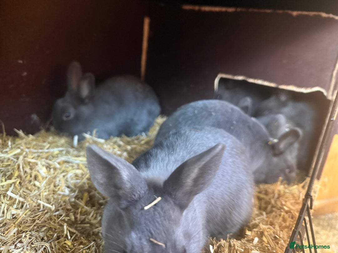 Netherland Dwarf rabbits for sale: Netherland Dwarf babies looking for new homes - Image 3