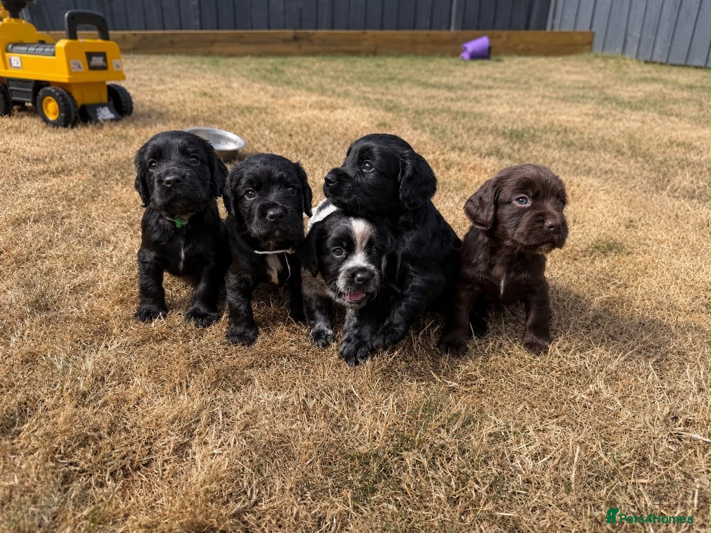 Cocker Spaniel dogs  KC Registered Cocker Spaniel Puppies  - Advert 1