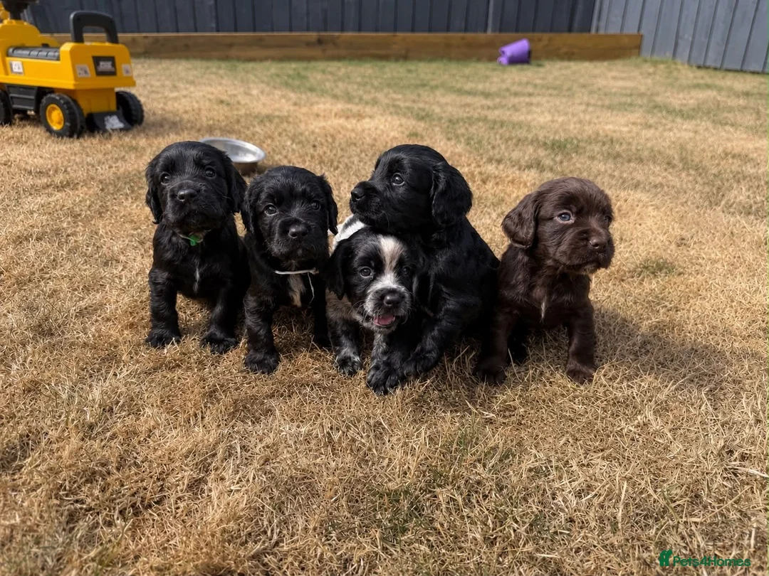 Cocker Spaniel dogs for sale:  KC Registered Cocker Spaniel Puppies  in Hull - Advert 1