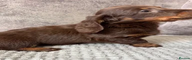 Miniature Dachshund 2