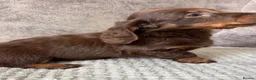 Miniature Dachshund dogs for sale: Miniature Dachshund puppies  - Advert 10