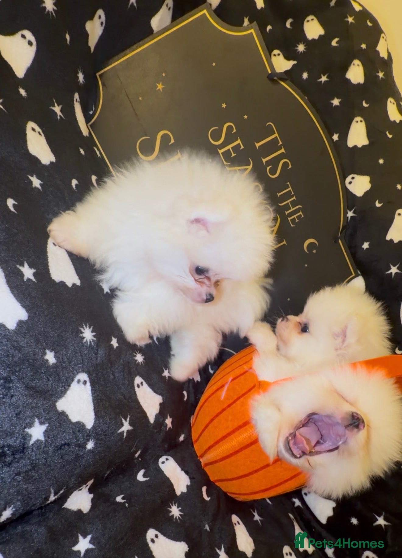 Pomeranian dogs Perfect Pomeranian’s  - Advert 15