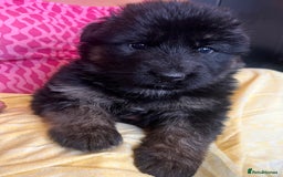 German Shepherd dogs for sale: Stunning Pedigree German Shepherd Puppies - Image 4