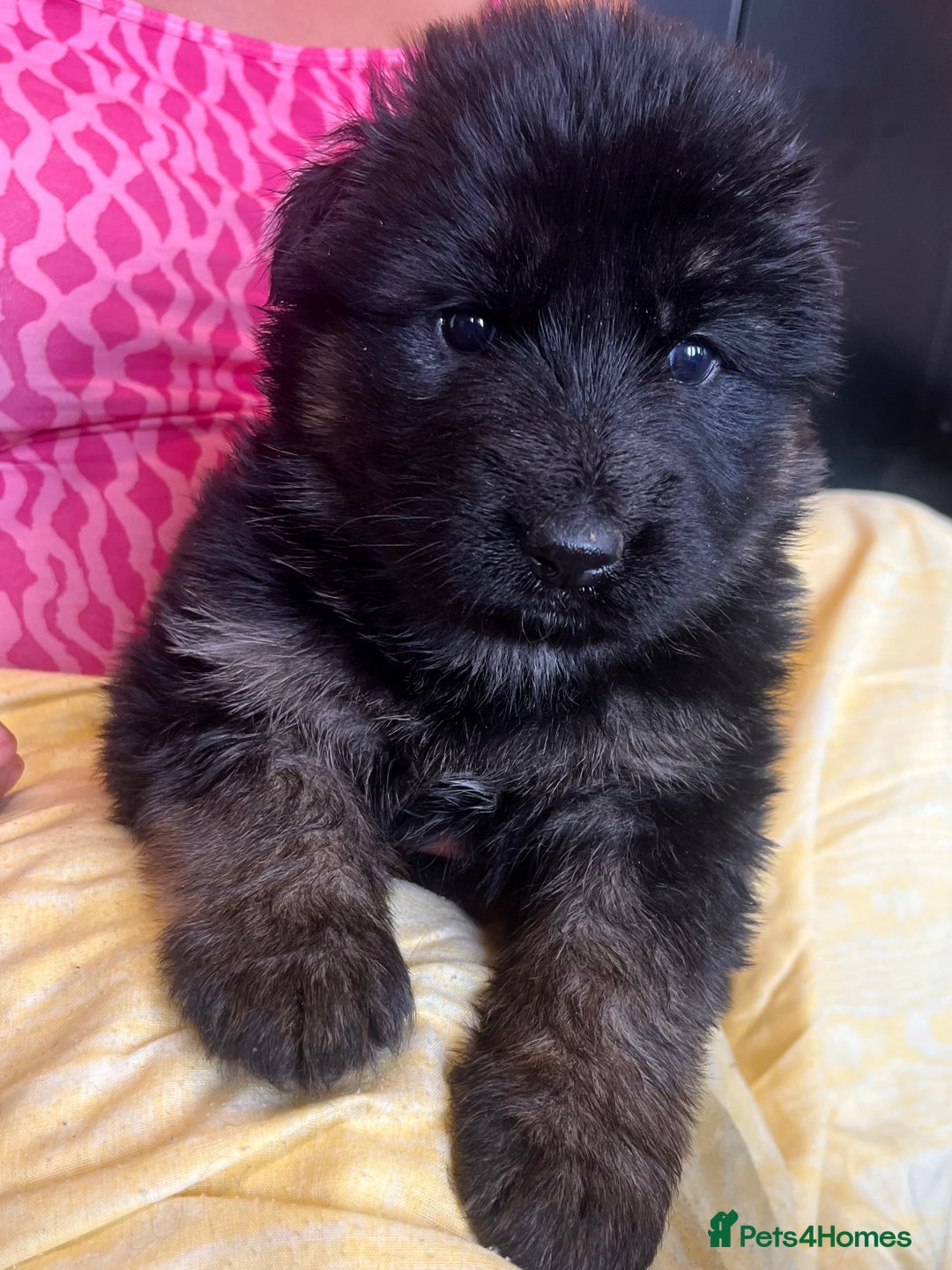 German Shepherd dogs for sale: Stunning Pedigree German Shepherd Puppies - Image 4