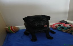 Pug dogs for sale: Lassie 9 year old pug - Image 4