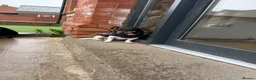 Jack Russell dogs for sale: Male Jack Russell  in Gainsborough - Advert 2