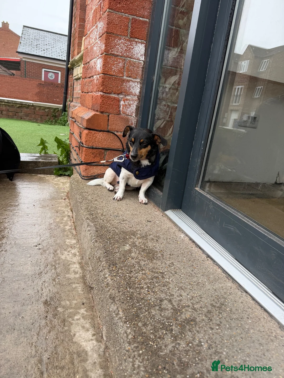 Jack Russell dogs for sale: Male Jack Russell  in Gainsborough - Advert 2