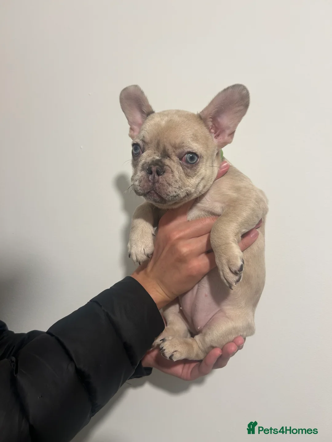 French Bulldog dogs for sale: French bulldogs  - Advert 12