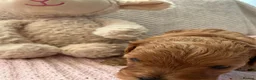 Cavapoo dogs for sale: Cavapoo girls  - Advert 24
