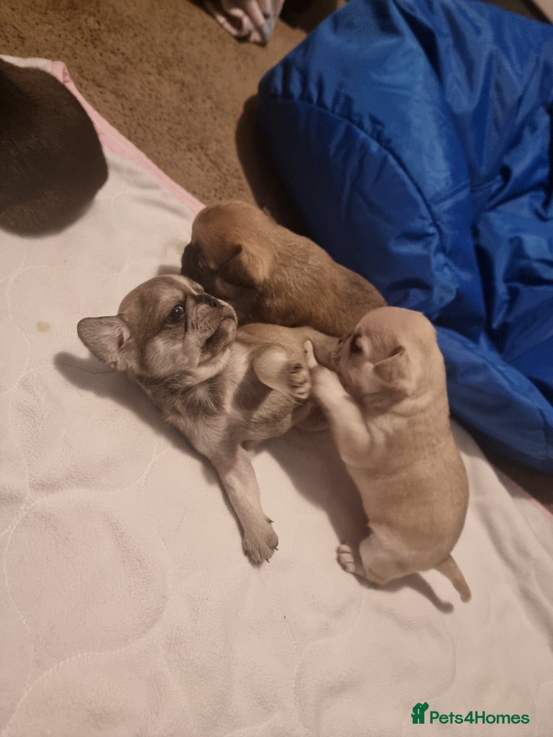 Frug dogs for sale: 3 frug puppies looking for there forever homes. - Advert 3