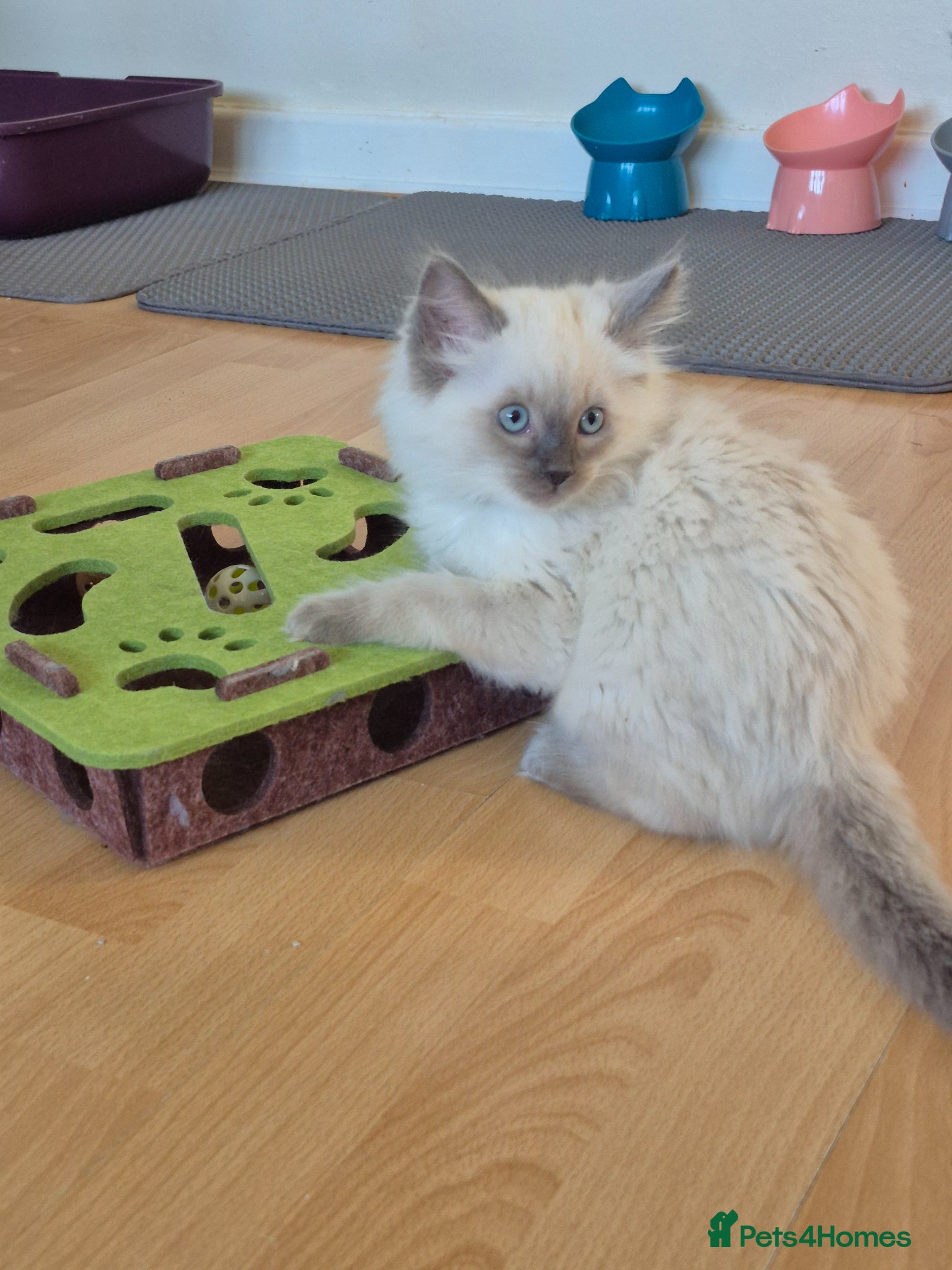 Ragdoll cats Ragdoll boy - Advert 1