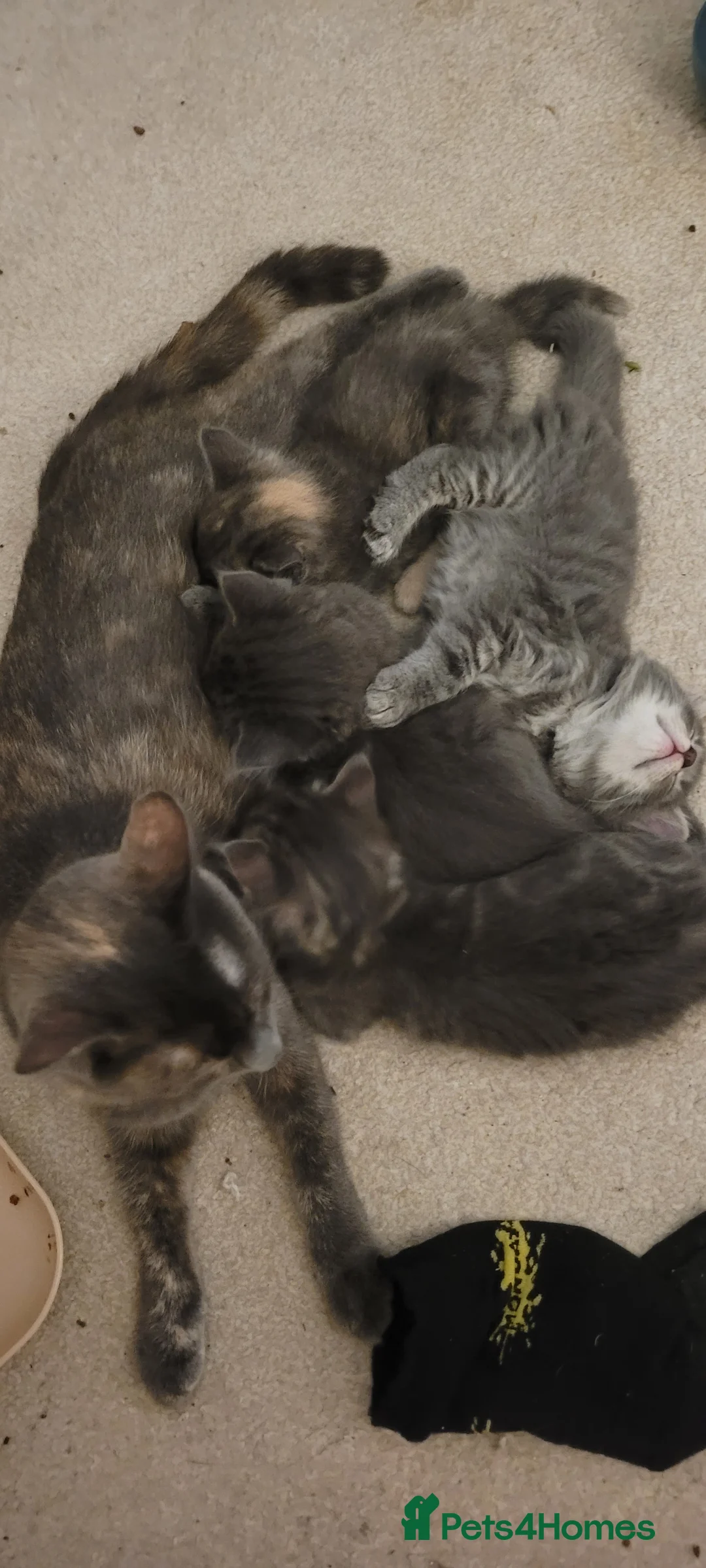 Mixed Breed cats for sale: Kittens mix short hair cross maine coon - Advert 3