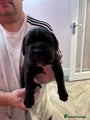Cane Corso Puppy 5