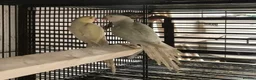 Mixed Breed birds for sale: Cage n aviary birds  - Advert 24