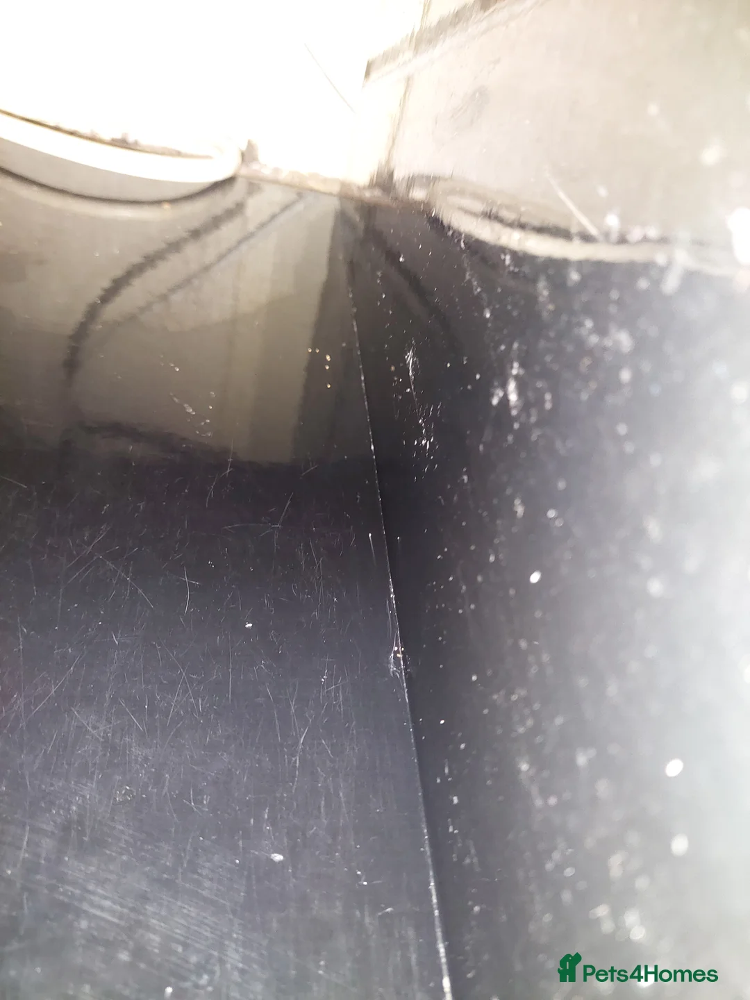 Other/Mixed Breed fish for sale: 10-year established jungle tank due t  in Hove - Advert 7