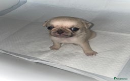 Pug dogs for sale: Pug Puppies  - Image 28