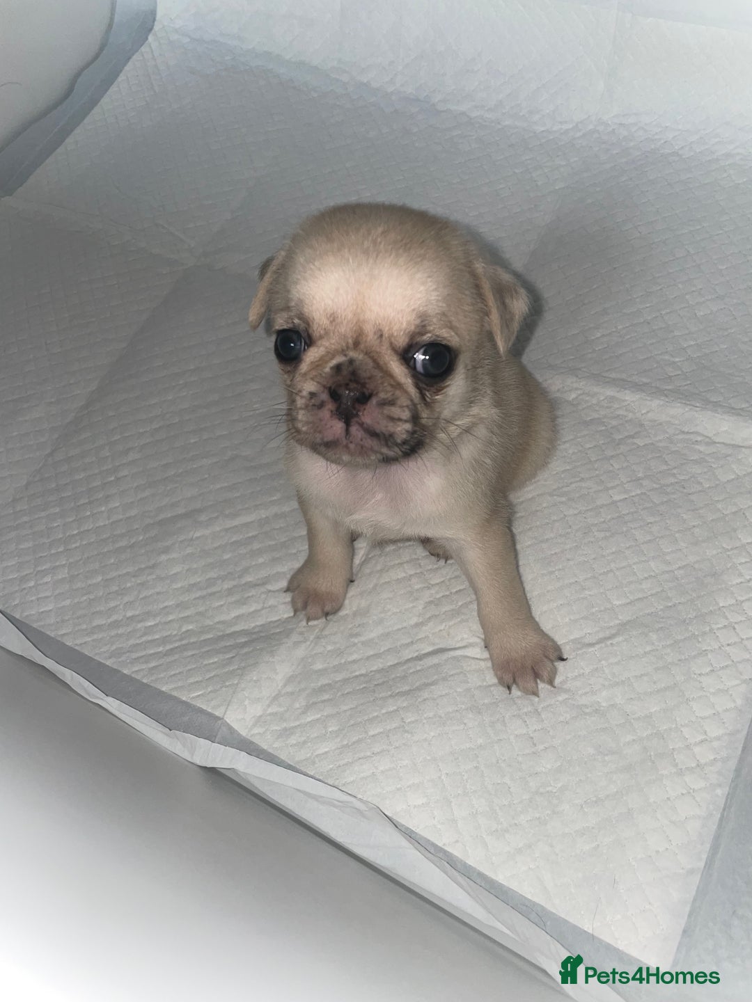 Pug dogs for sale: Pug Puppies  - Image 28