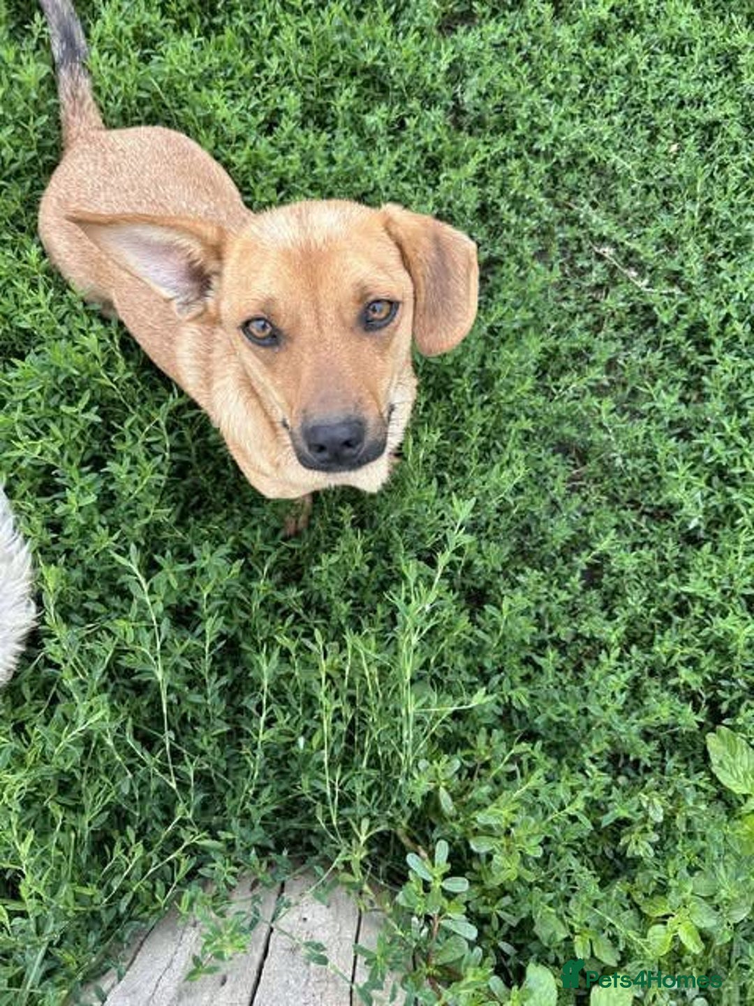 Mixed Breed dogs for adoption: Rescue boy Ethan is looking for his forever home - Advert 26