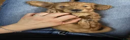 Miniature Dachshund dogs for sale: Shaded Red long hair mini Dachshund  - Advert 9