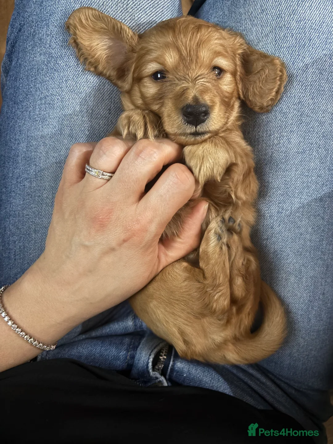 Miniature Dachshund dogs for sale: Shaded Red long hair mini Dachshund  - Advert 9
