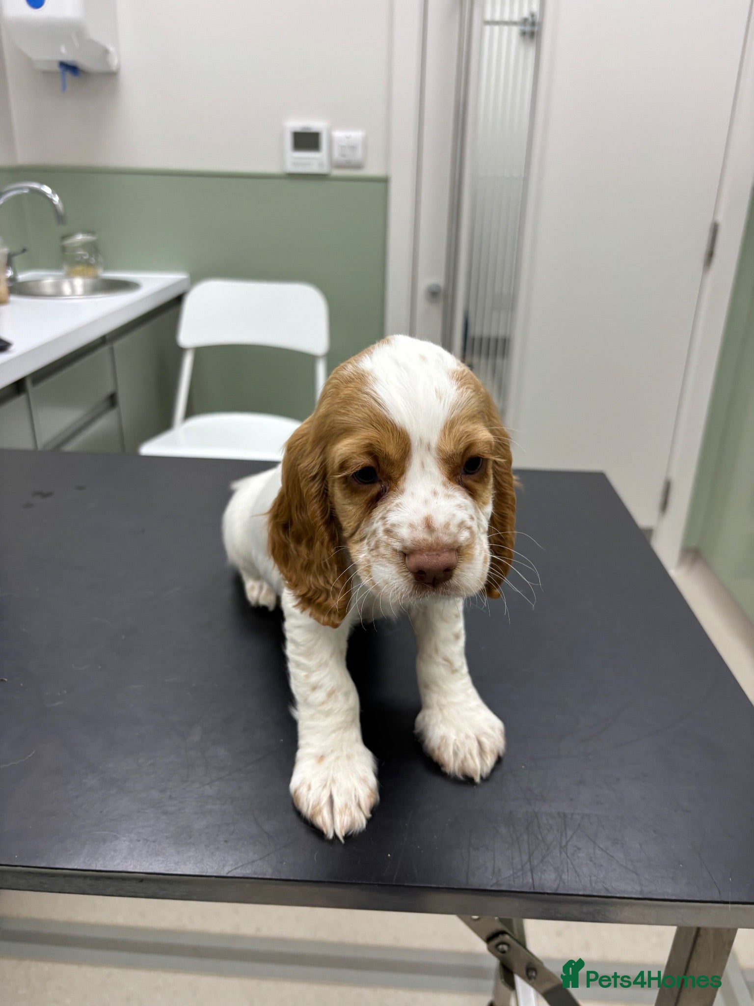 Cocker Spaniel dogs  cocker spaniel 1 boy 1 girl ready now  - Advert 6